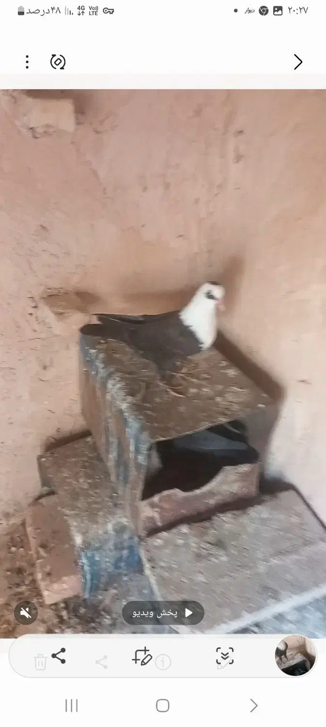 سینه|پرنده|ملک‌آباد, |دیوار