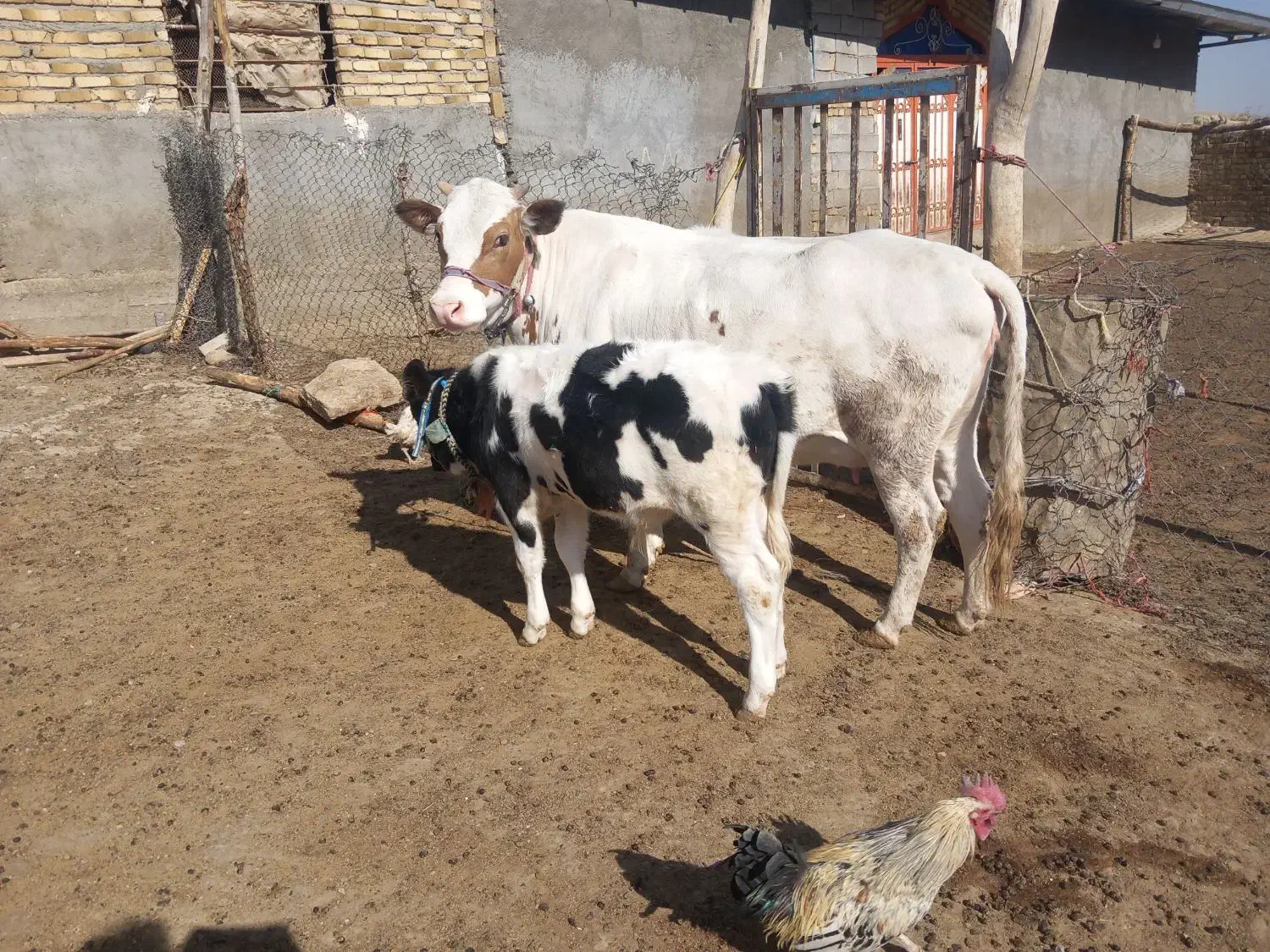 گاو گوساله|حیوانات مزرعه|زاغه, |دیوار