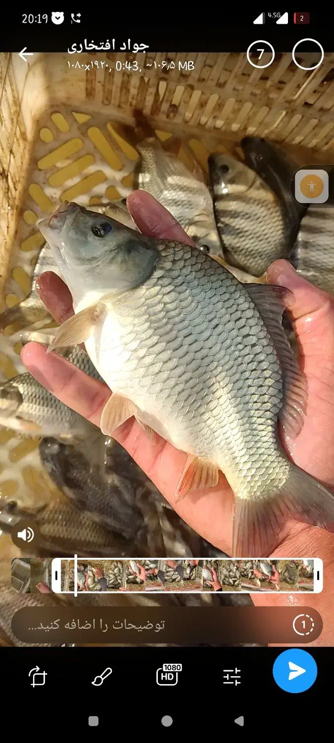 بچه ماهی کپور بشقابی|ماهی|شهرکرد, |دیوار