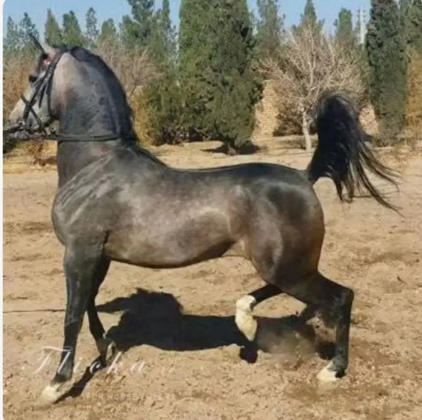 اسب سواری بصورت گشت آزاد|اسب و تجهیزات اسب‌سواری|خمینی‌شهر, |دیوار