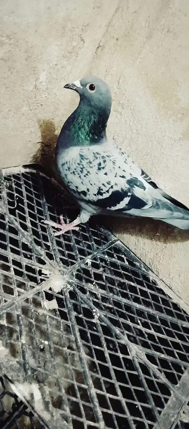 کفتر لایی سنگی|حراج|سراوان, |دیوار