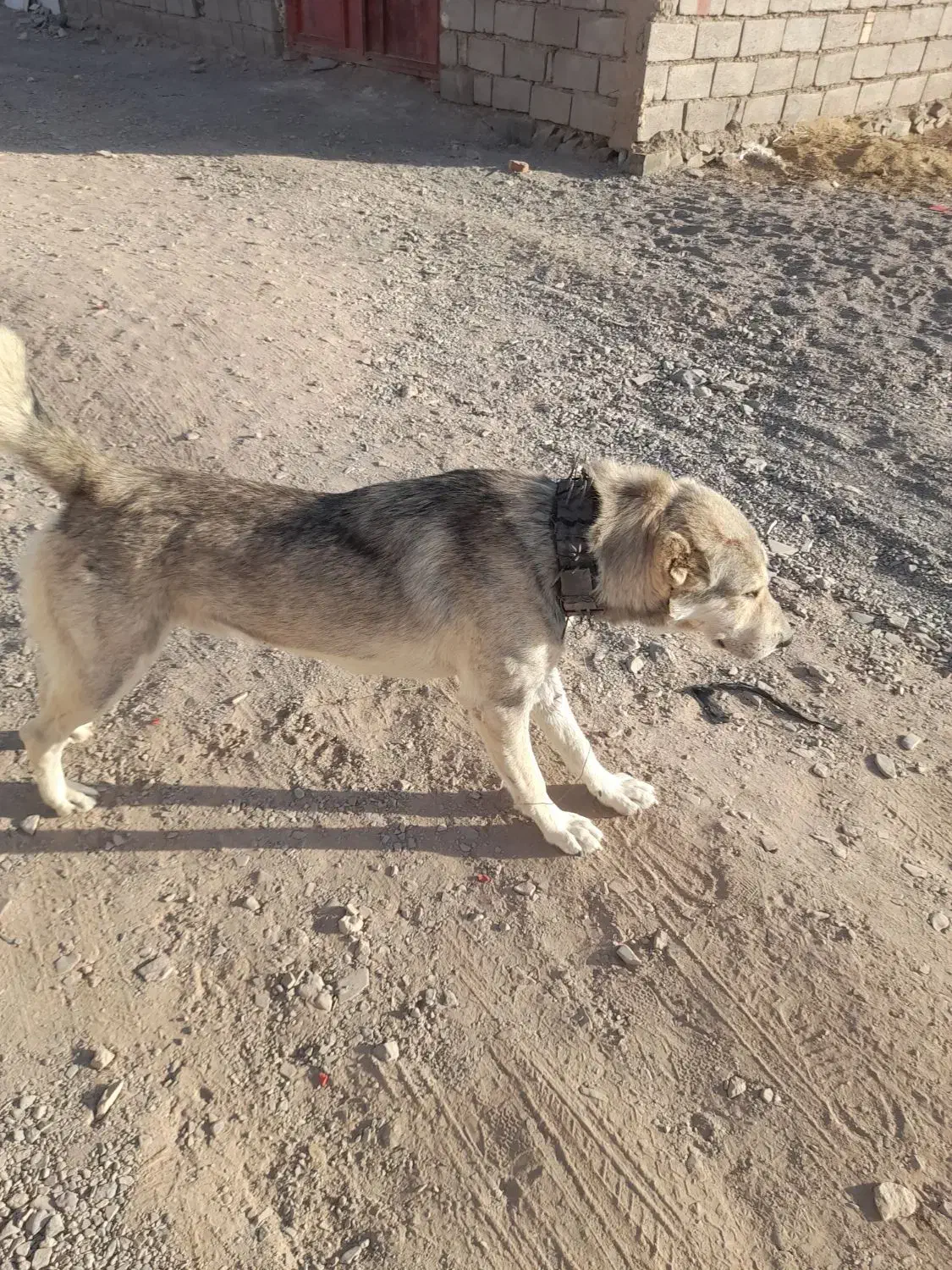سلام دوستان سگ به شرط گله|سگ|بیرجند, |دیوار