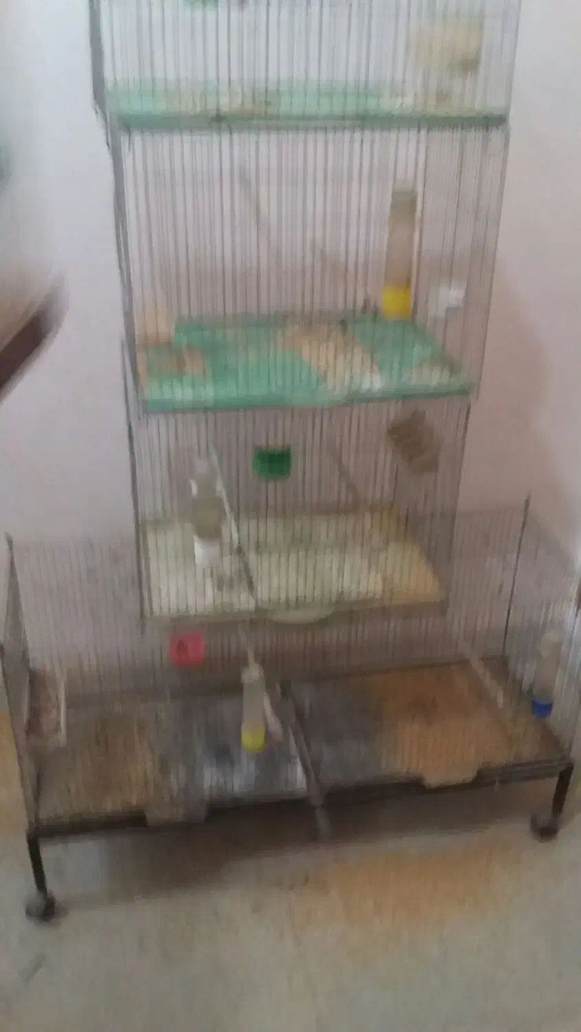 9 عدد قفس قناری 50 سانتی و یک برون|لوازم جانبی حیوانات|شیراز, میانرود|دیوار