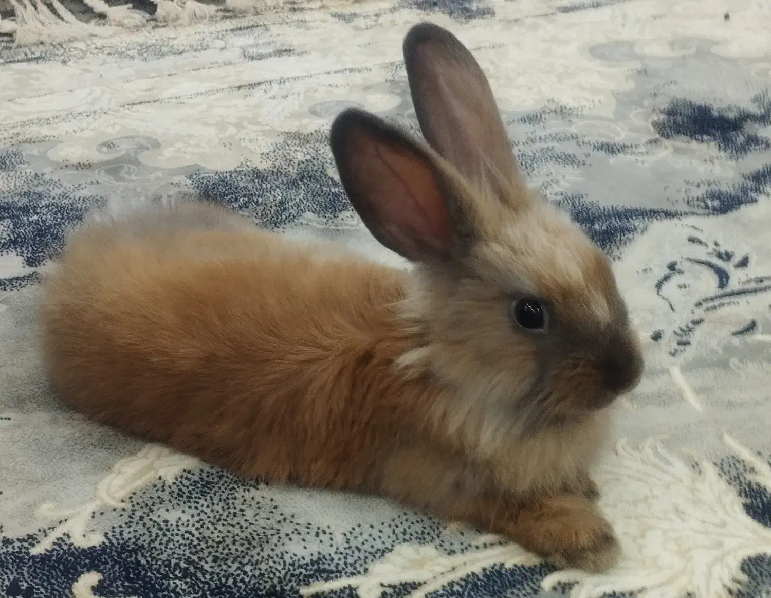 خرگوش سالم|موش و خرگوش|تربت جام, امام|دیوار