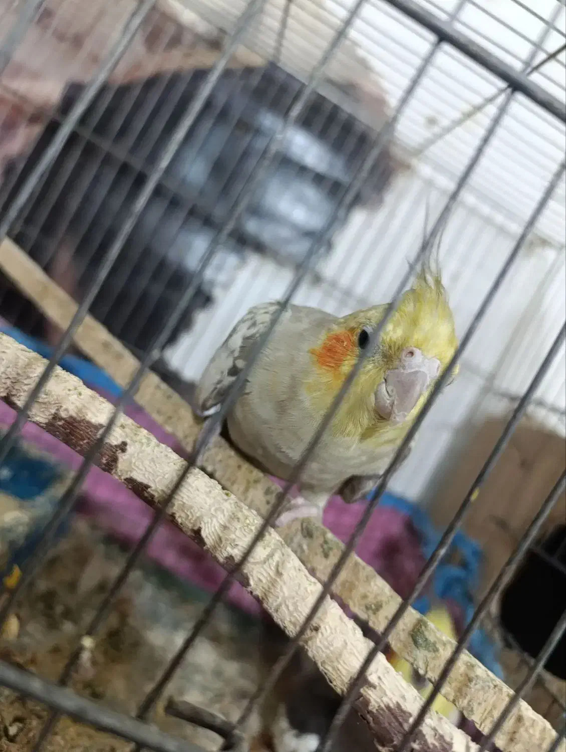 عروس هلندی|پرنده|مینودشت, |دیوار