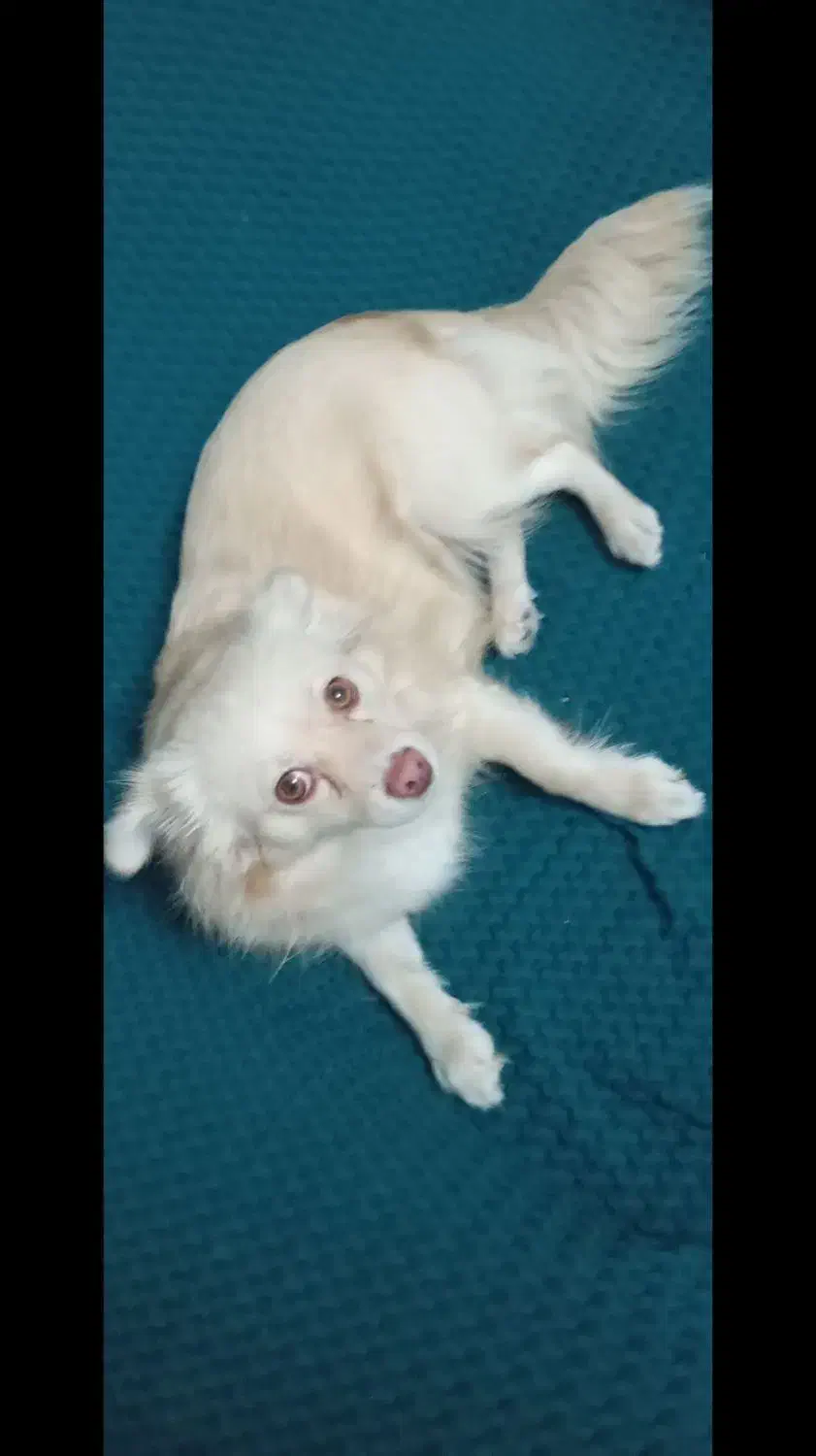 فروش سگ خانگی نژاد دار|سگ|هشتگرد, ینگی امام|دیوار