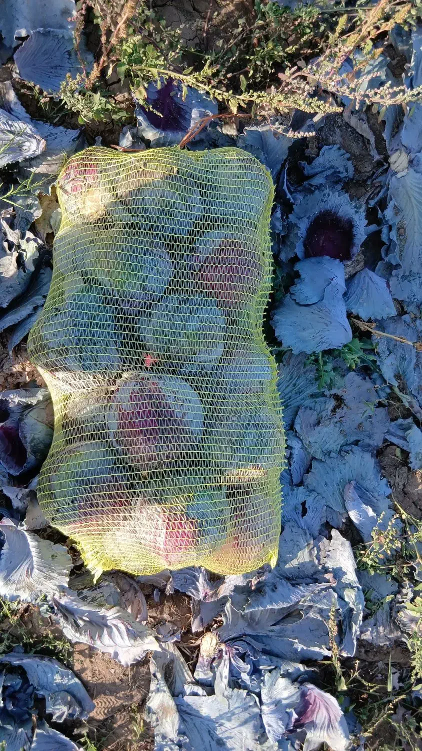 کلم سفید|گل و گیاه طبیعی|شیراز, سرو|دیوار