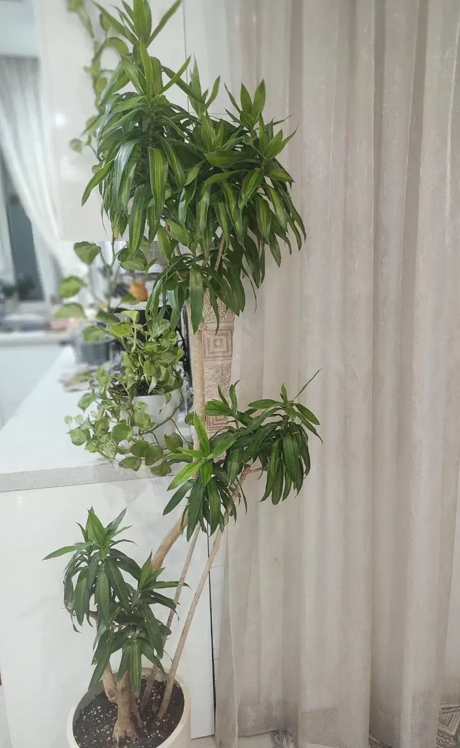 درختچه بامبو خاکی (پیلهموا) ریشه بنسای|گل و گیاه طبیعی|تهران, جردن|دیوار