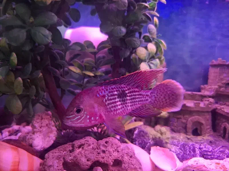 یک جفت گرین تیلور بالغ و سالم|ماهی|تهران, وحیدیه|دیوار