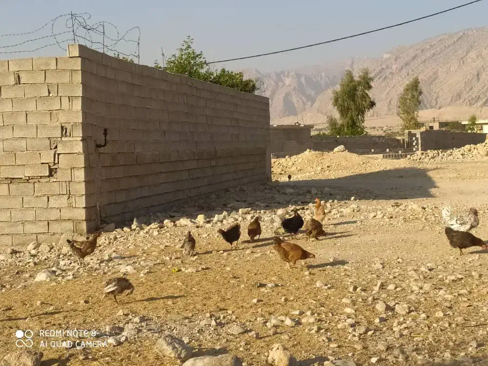 مرغ محلی درشت|حیوانات مزرعه|لیکک, |دیوار