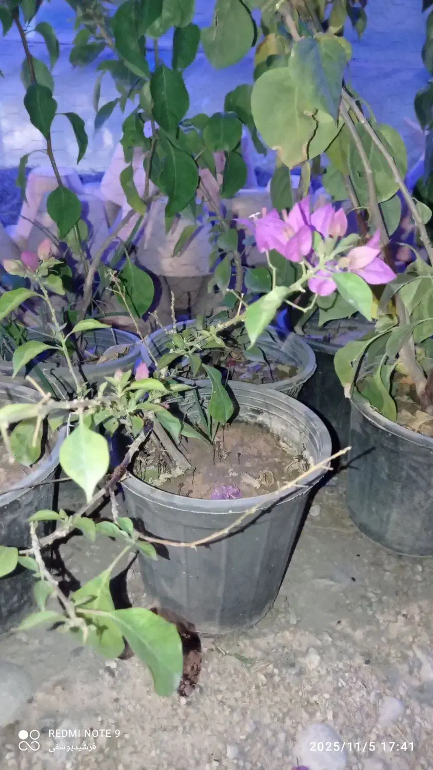 گل کاغذی خوزستان|گل و گیاه طبیعی|مراغه, |دیوار