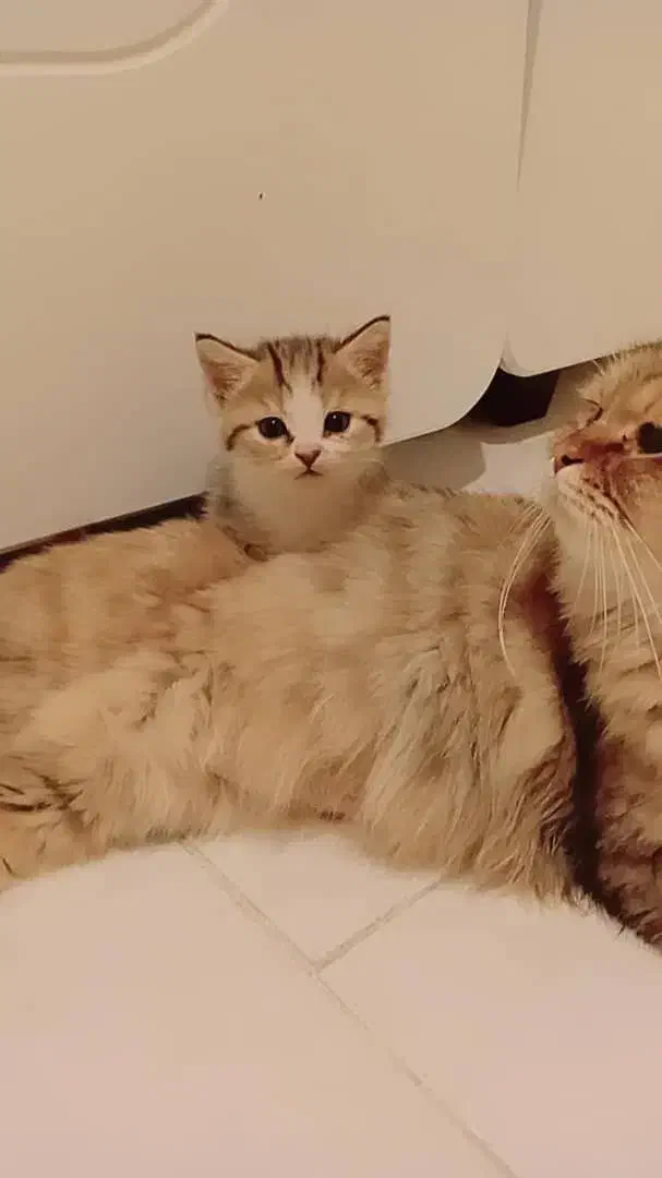 گربه نژاده چین چیلا|گربه|پرند, فاز ۶|دیوار