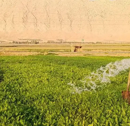 سبزی خورشتی ارگانی|خوردنی و آشامیدنی|قلعه شاهین, |دیوار