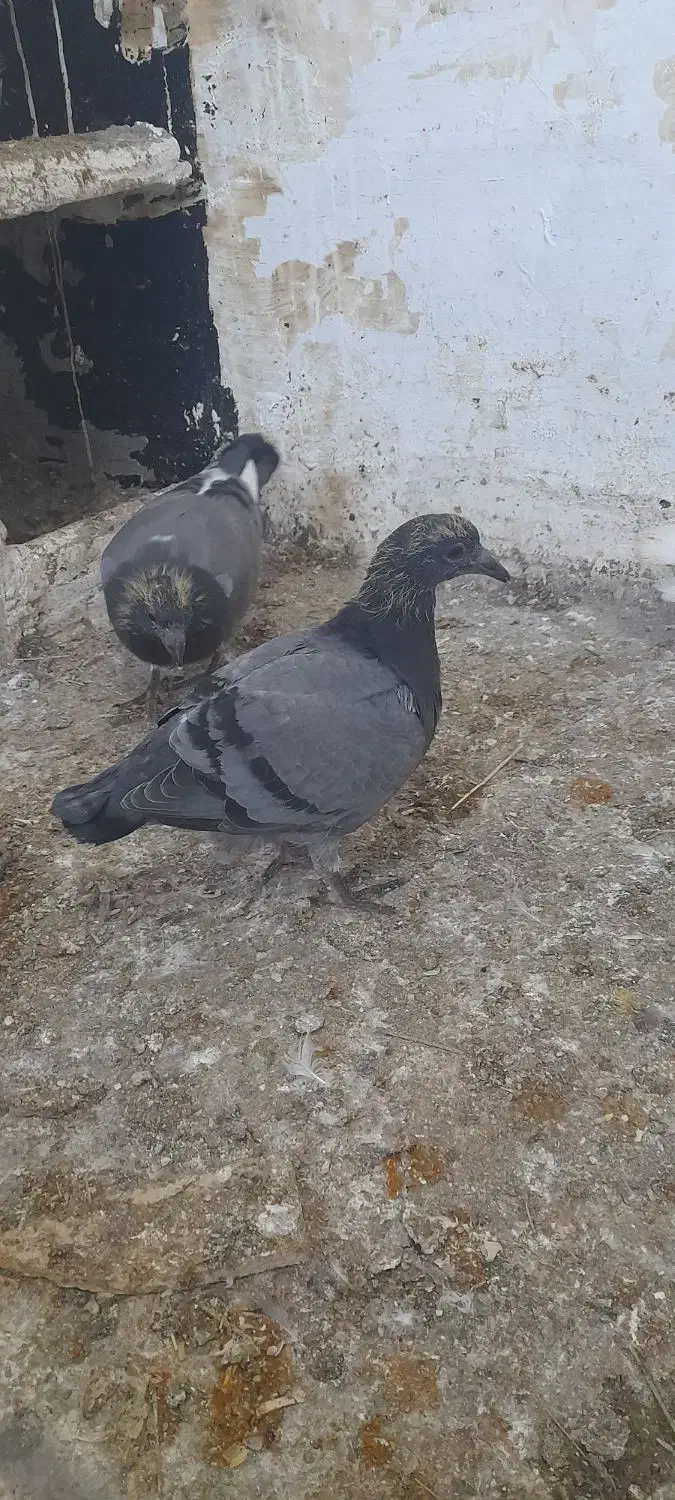 جوجه دوبر|پرنده|اردبیل, |دیوار