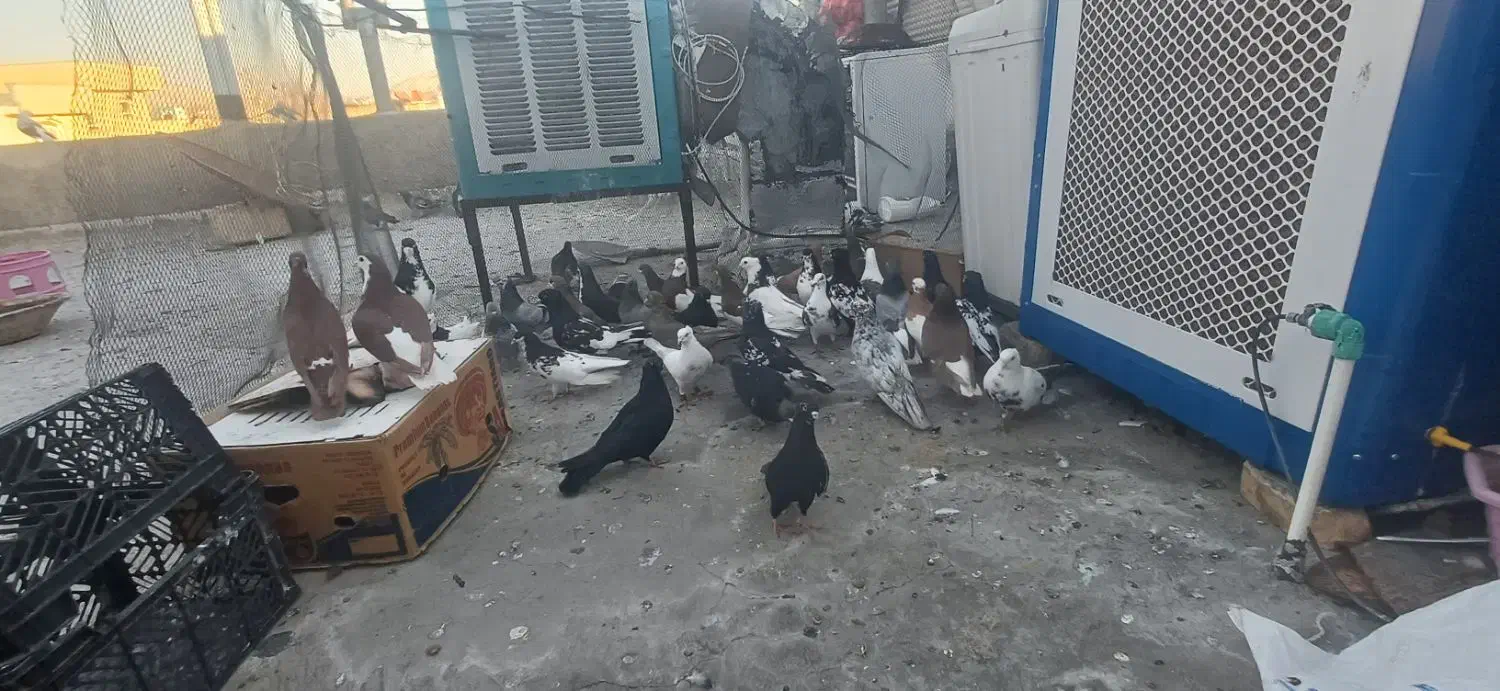 کفتر|پرنده|شیراز, شهرک قمشه|دیوار