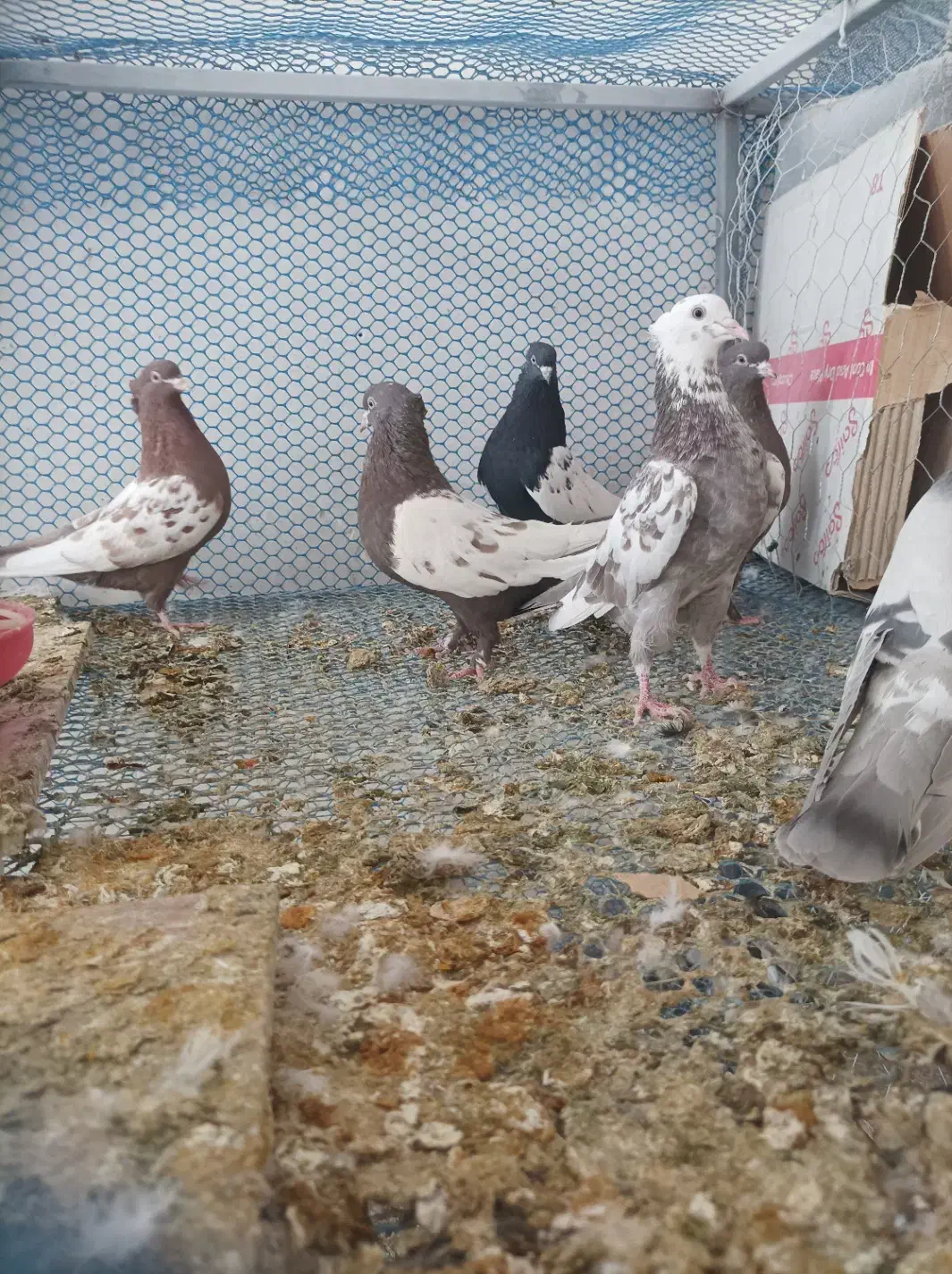 کبوتر کفتر|پرنده|شیراز, کوشک بیدک|دیوار