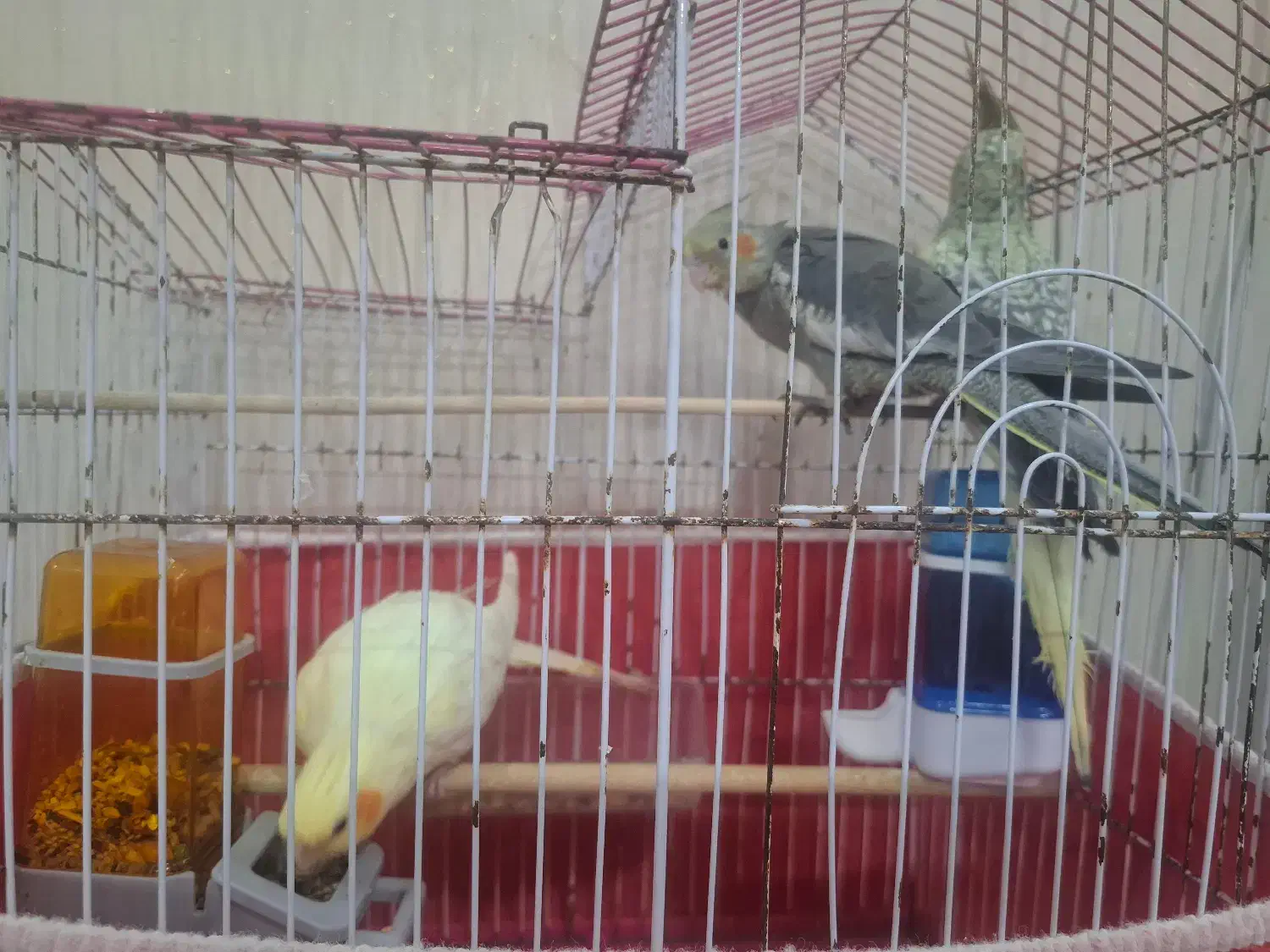 عروس هلندی|پرنده|یزد, |دیوار