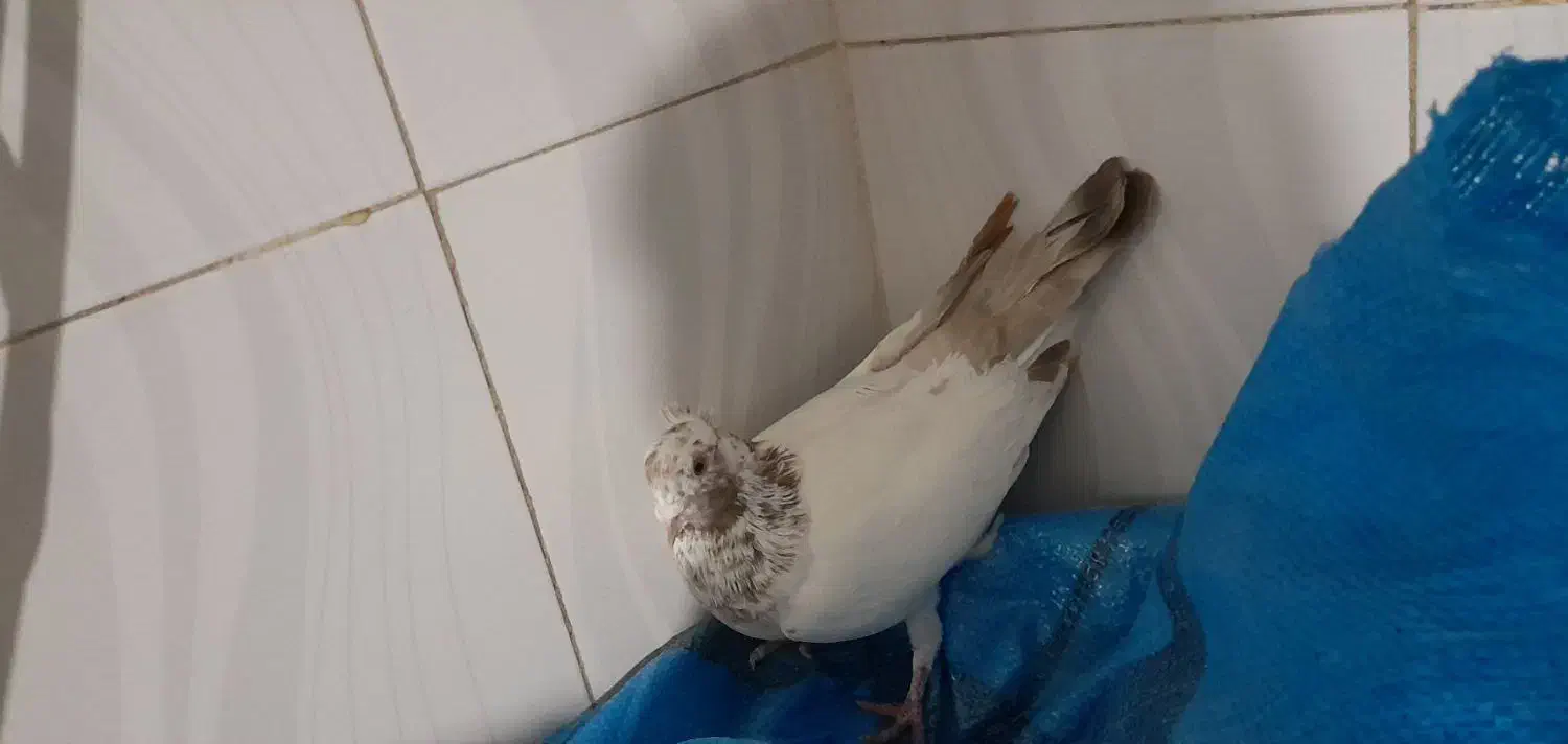 فروش ۴ عدد کبوتر|پرنده|خرمدره, |دیوار