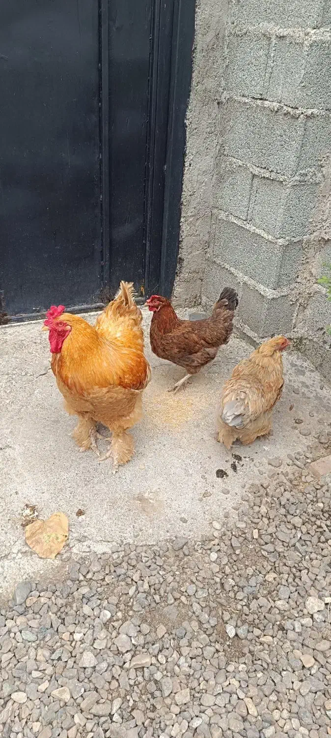 یک خروس نژاد برهماو دو جوجه نیمچه نژاد لهستانی|حیوانات مزرعه|رشت, حومه رشت|دیوار