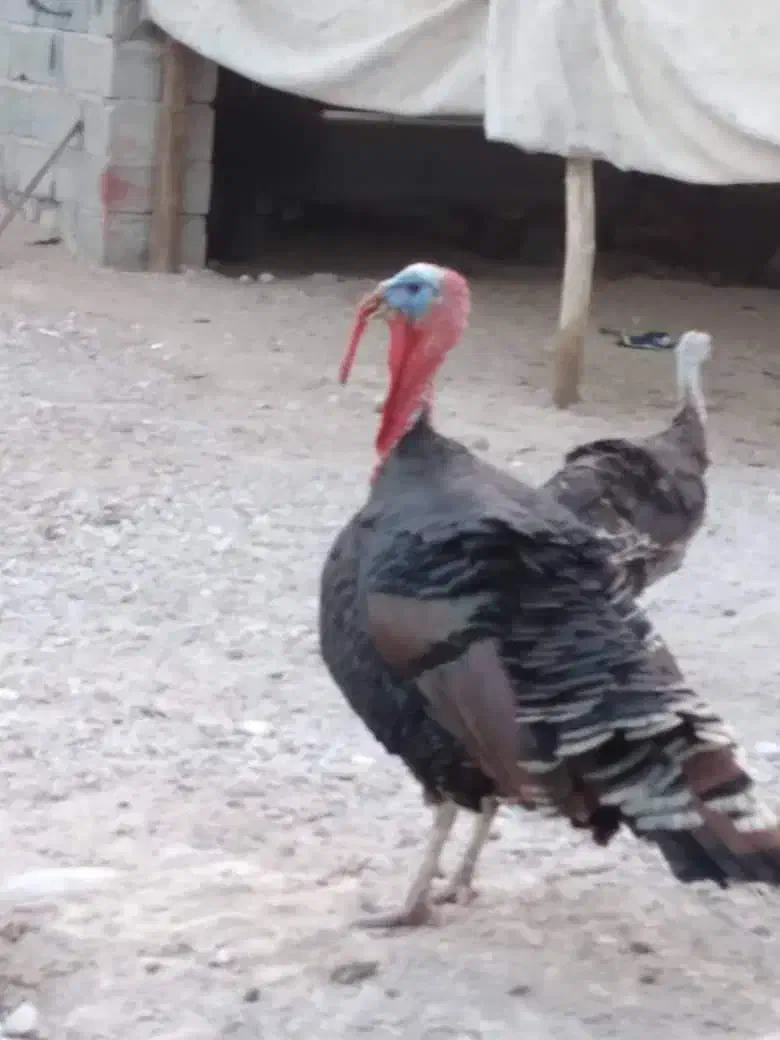 سلام علیکم فروش غاز و بوقلمون|حیوانات مزرعه|رویدر, |دیوار