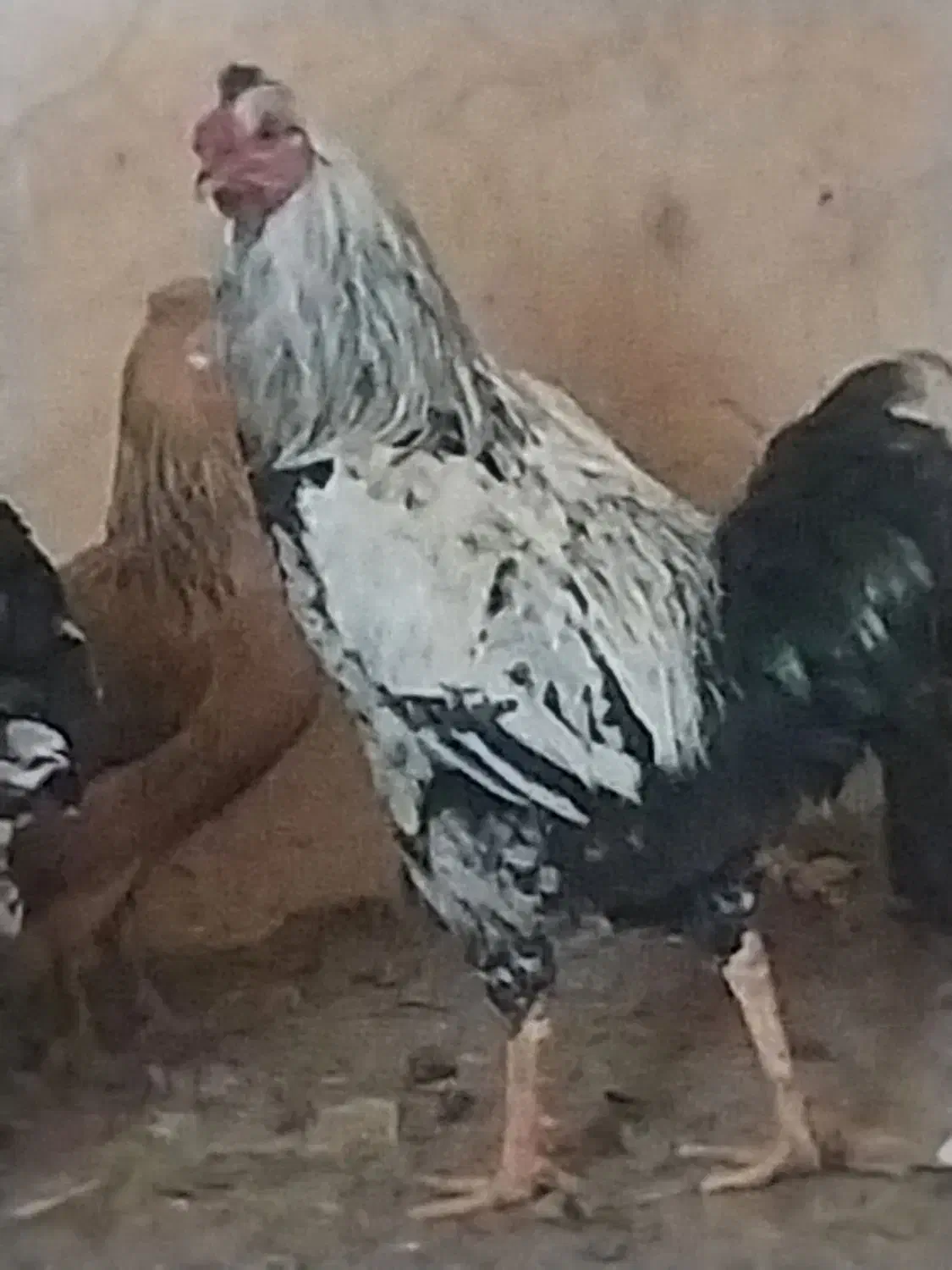 مرغ و خروس|حیوانات مزرعه|شیراز, کوشک میدان|دیوار