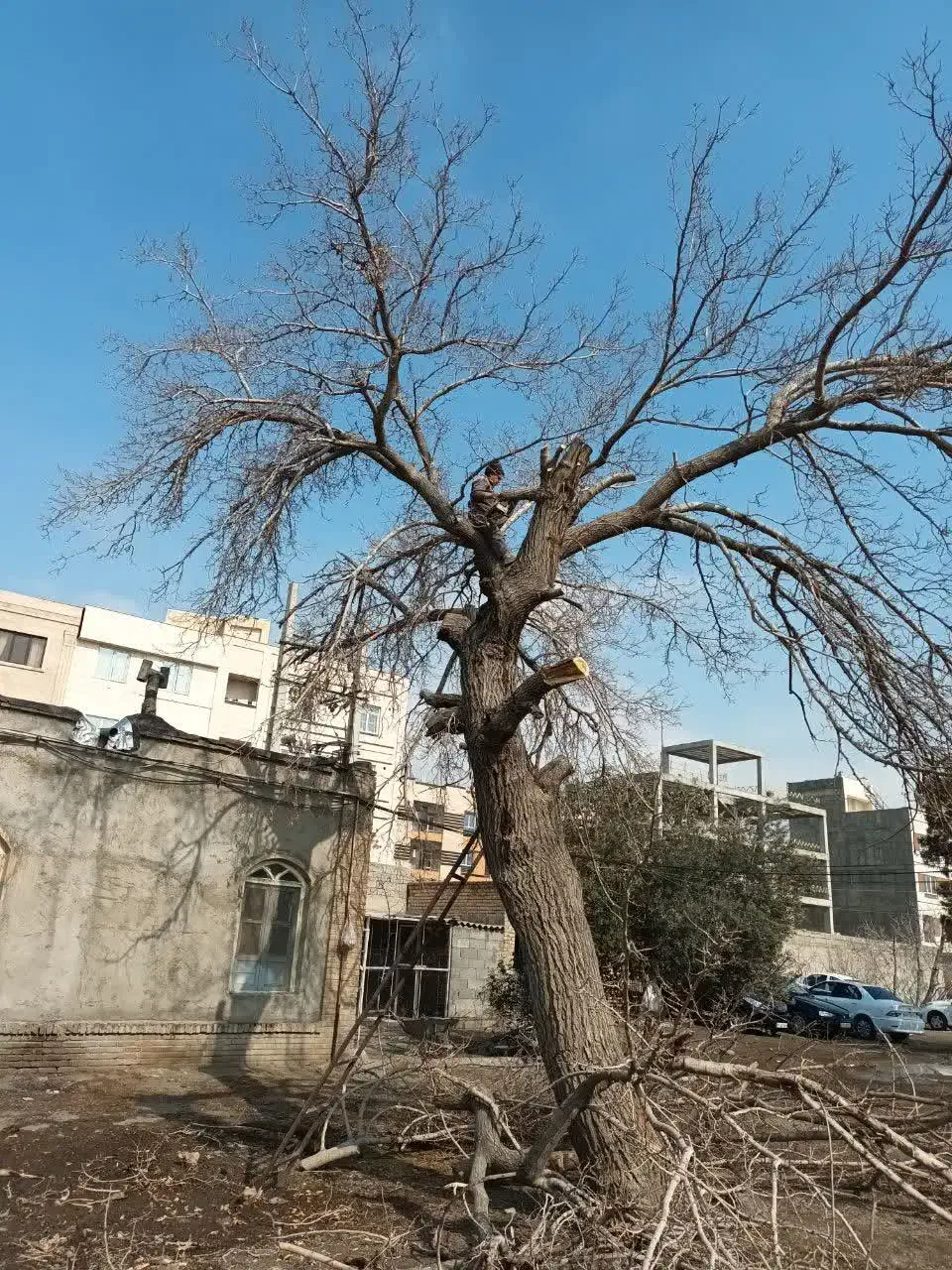 هرس درخت|خدمات باغبانی و درختکاری|تهران, پارک شهر|دیوار