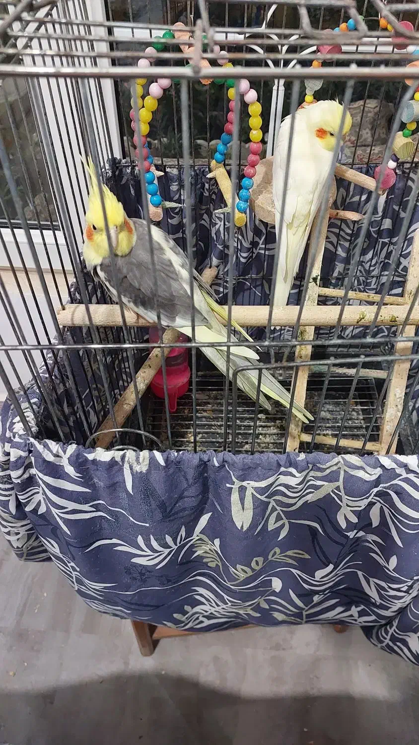 عروس هلندی|پرنده|بندر انزلی, چهارفریضه|دیوار