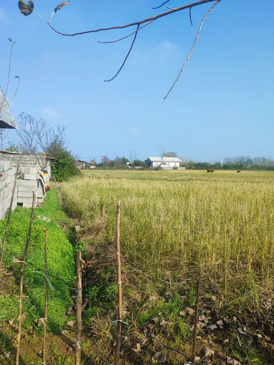 خانه و شالیزار چسب هم /سندتکبرگ منطقه آزاد/۸۳۰۰متر|فروش خانه و ویلا|رشت, گلسار|دیوار
