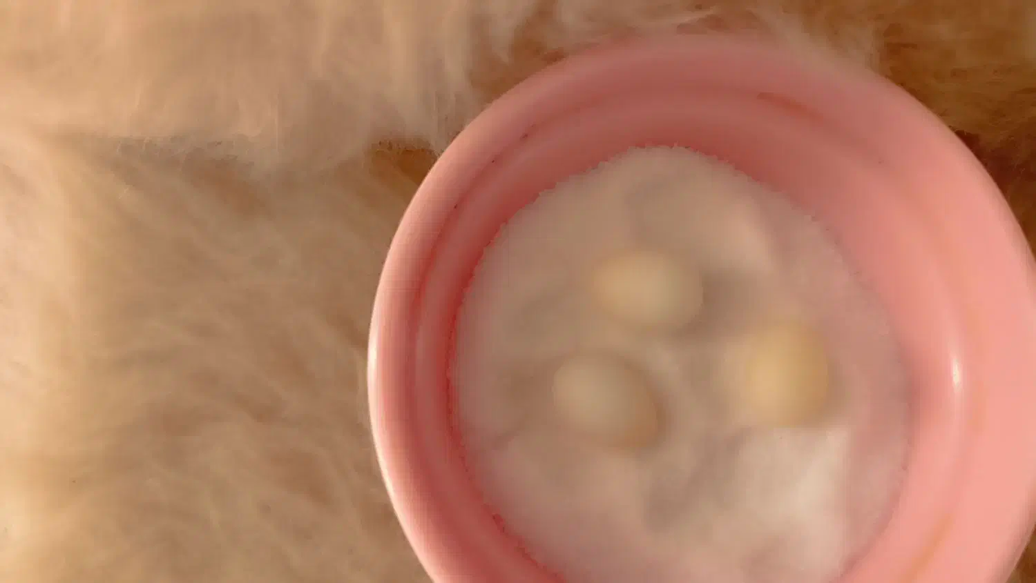 تخم فنچ جغدی و گلو بریده|پرنده|کرج, دولتآباد|دیوار