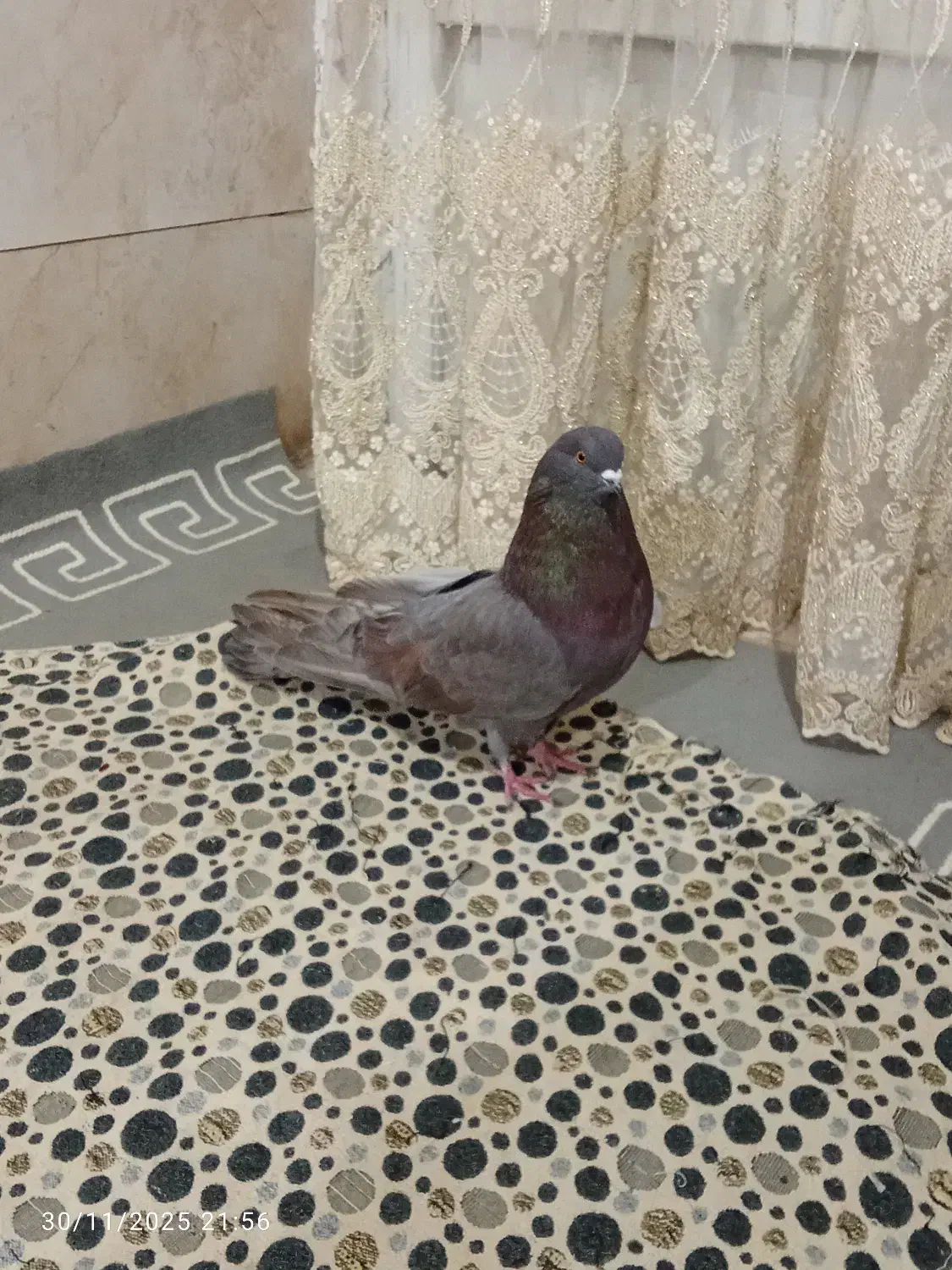 تهرانی نوک ریز بی عیب|پرنده|قزوین, |دیوار