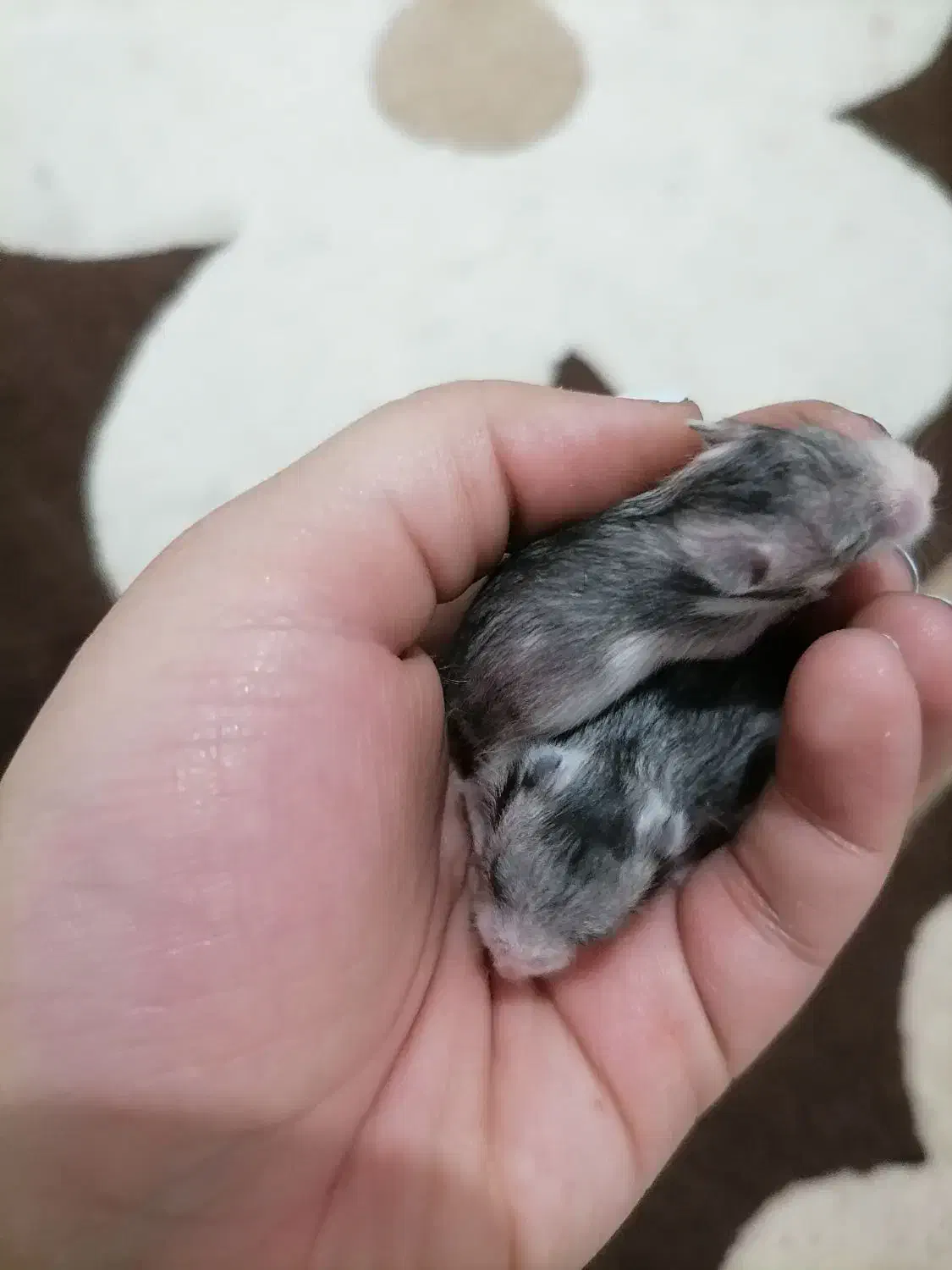 همستر|موش و خرگوش|پردیس, فاز ۵|دیوار