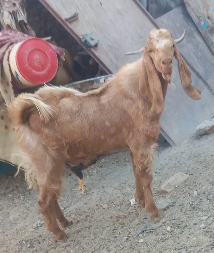 تکه جوان|حیوانات مزرعه|زابل, |دیوار