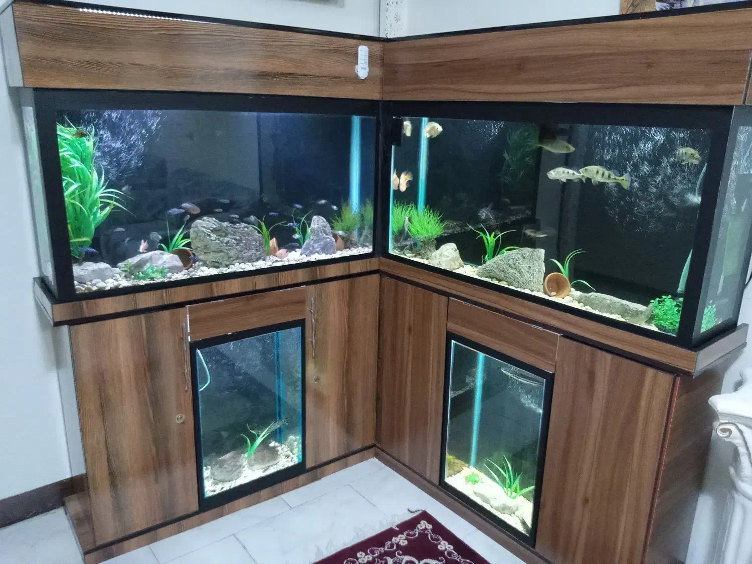 فروش آکواریوم|ماهی|یزد, |دیوار