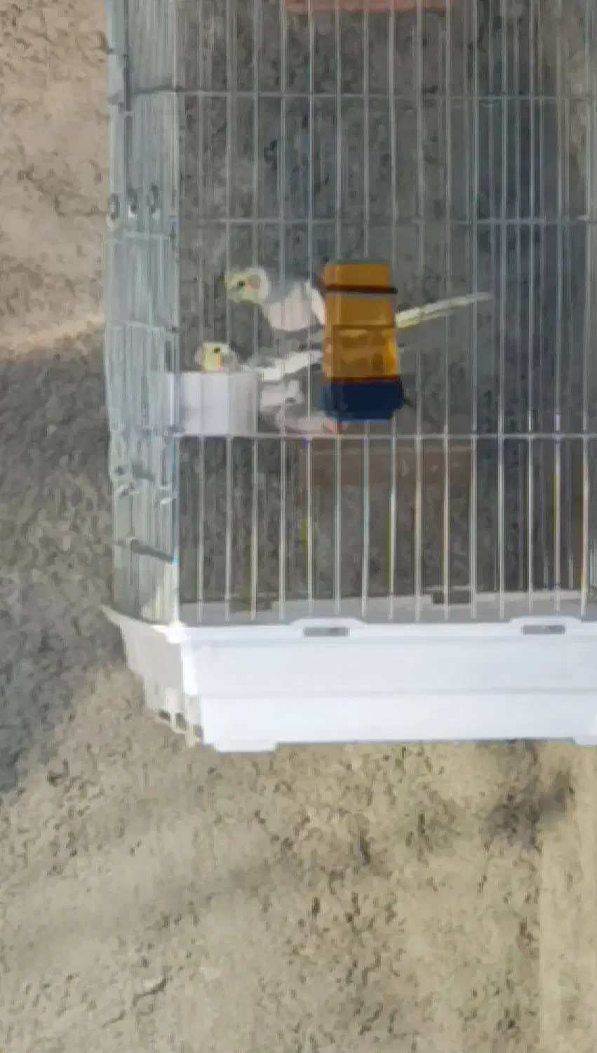 عروس هلندی مولد رو تخم|پرنده|کازرون, |دیوار