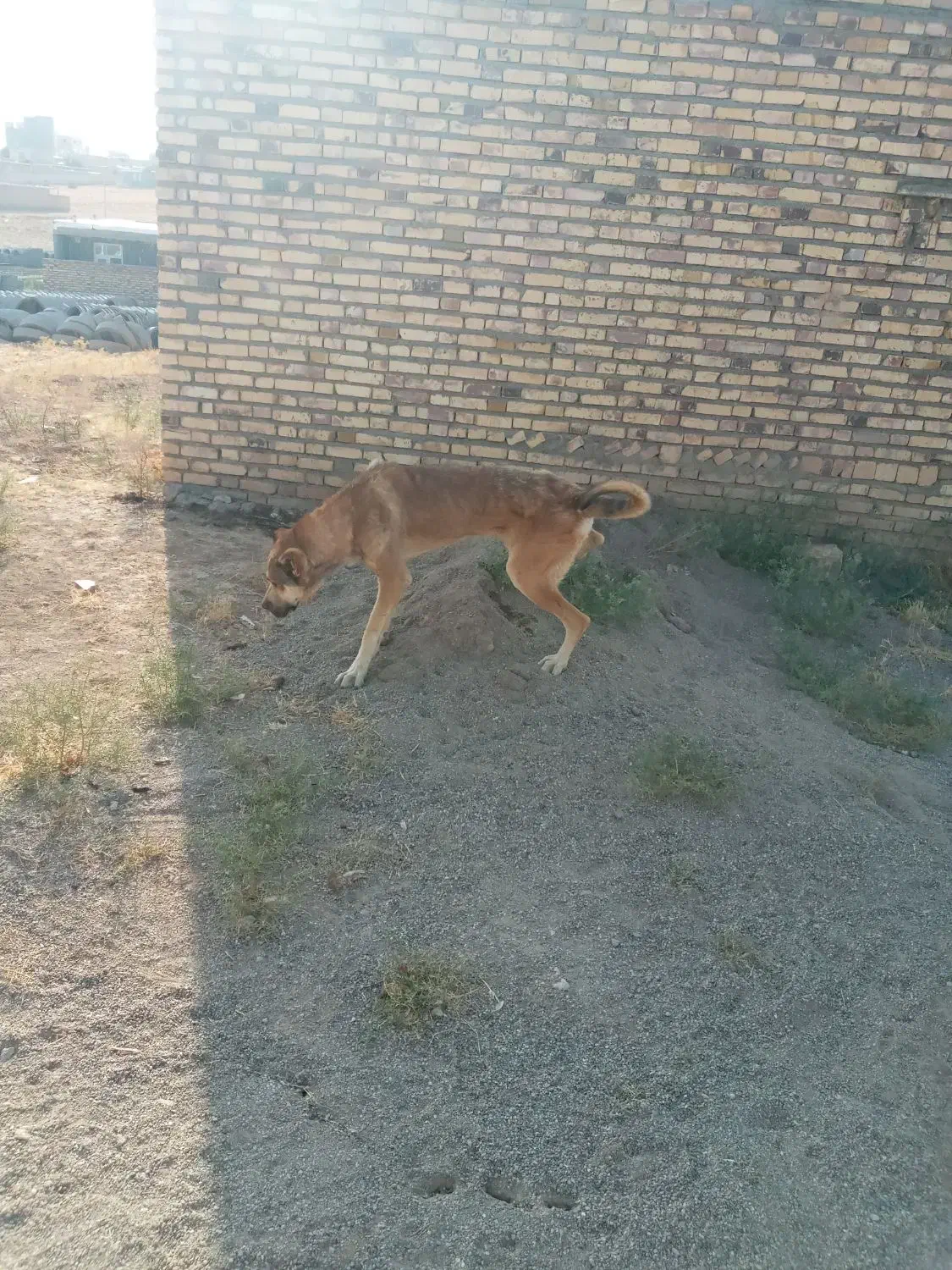 سگ سرابی|سگ|ایجرود, |دیوار