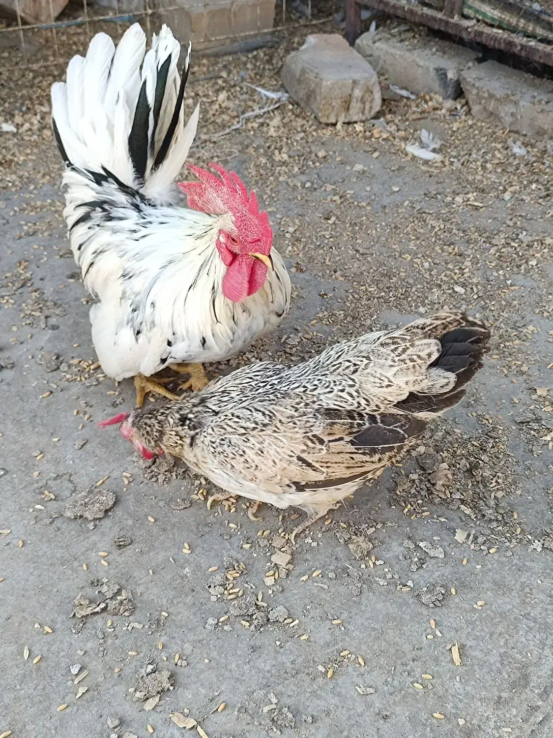 یک جفت مرغ و خروس جاپنیز زیبا و ریز جثه|پرنده|تهران, شهرک استقلال|دیوار