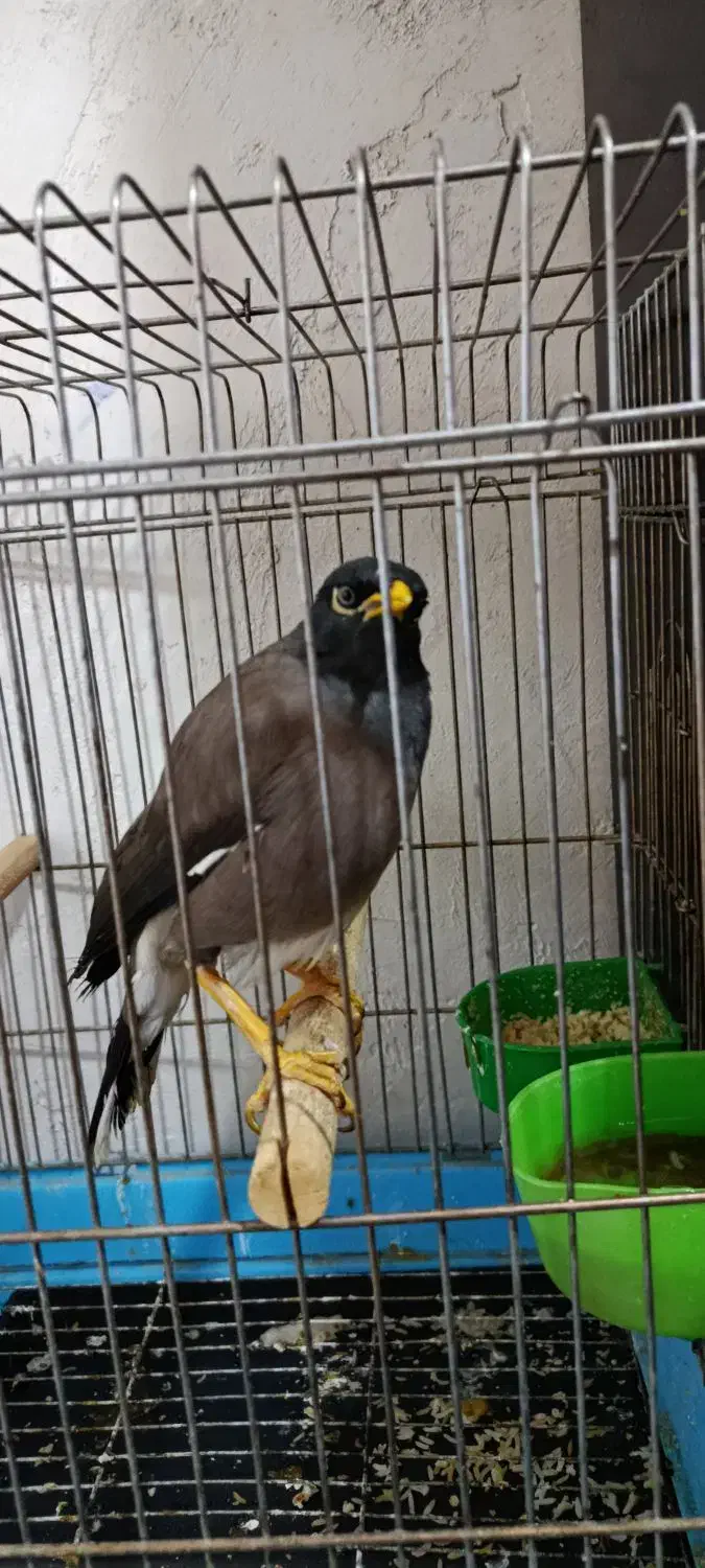 مرغ مینا سخنگو|پرنده|کرمانشاه, |دیوار