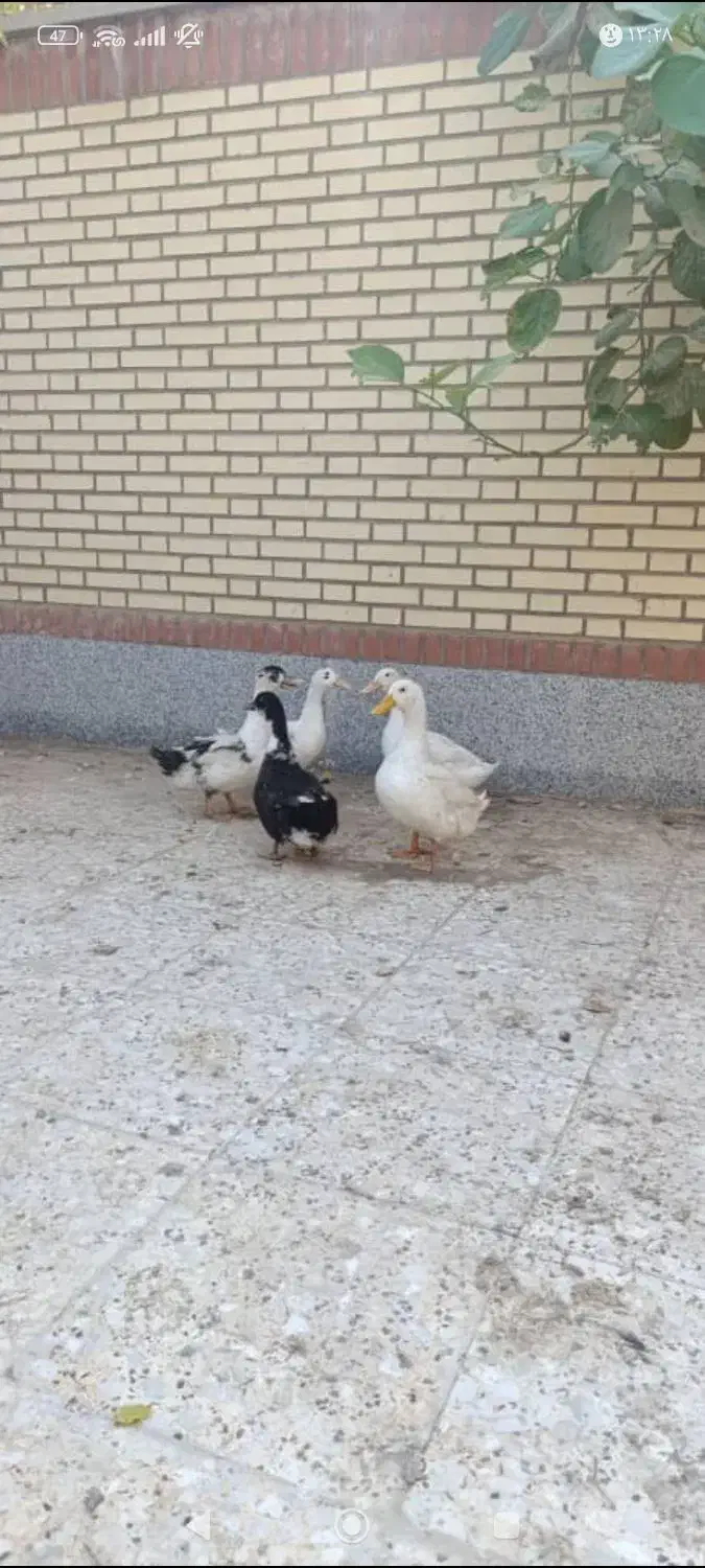 اردک|حیوانات مزرعه|چاه مبارک, |دیوار