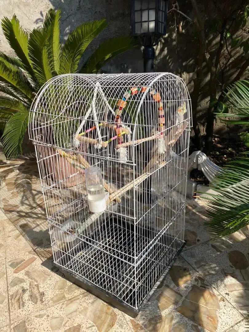 عروس هلندی|پرنده|لشت نشا, |دیوار