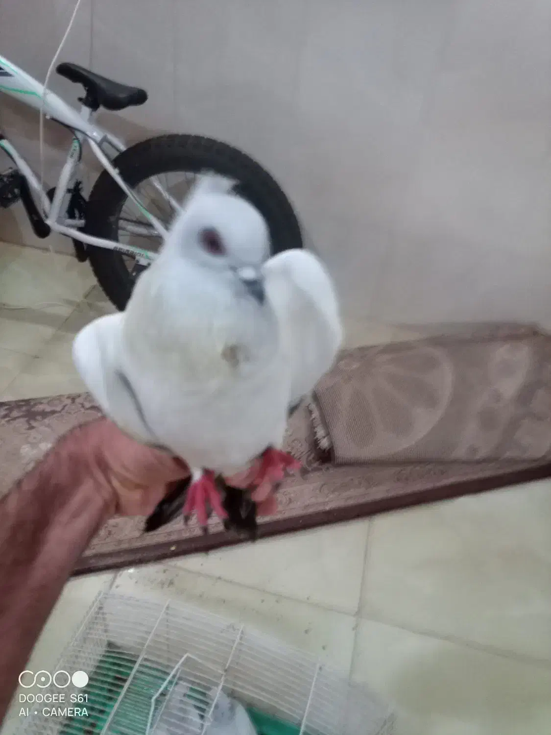 کبوتر شامی کاکلی|پرنده|شاهین‌شهر, خانه کارگر|دیوار