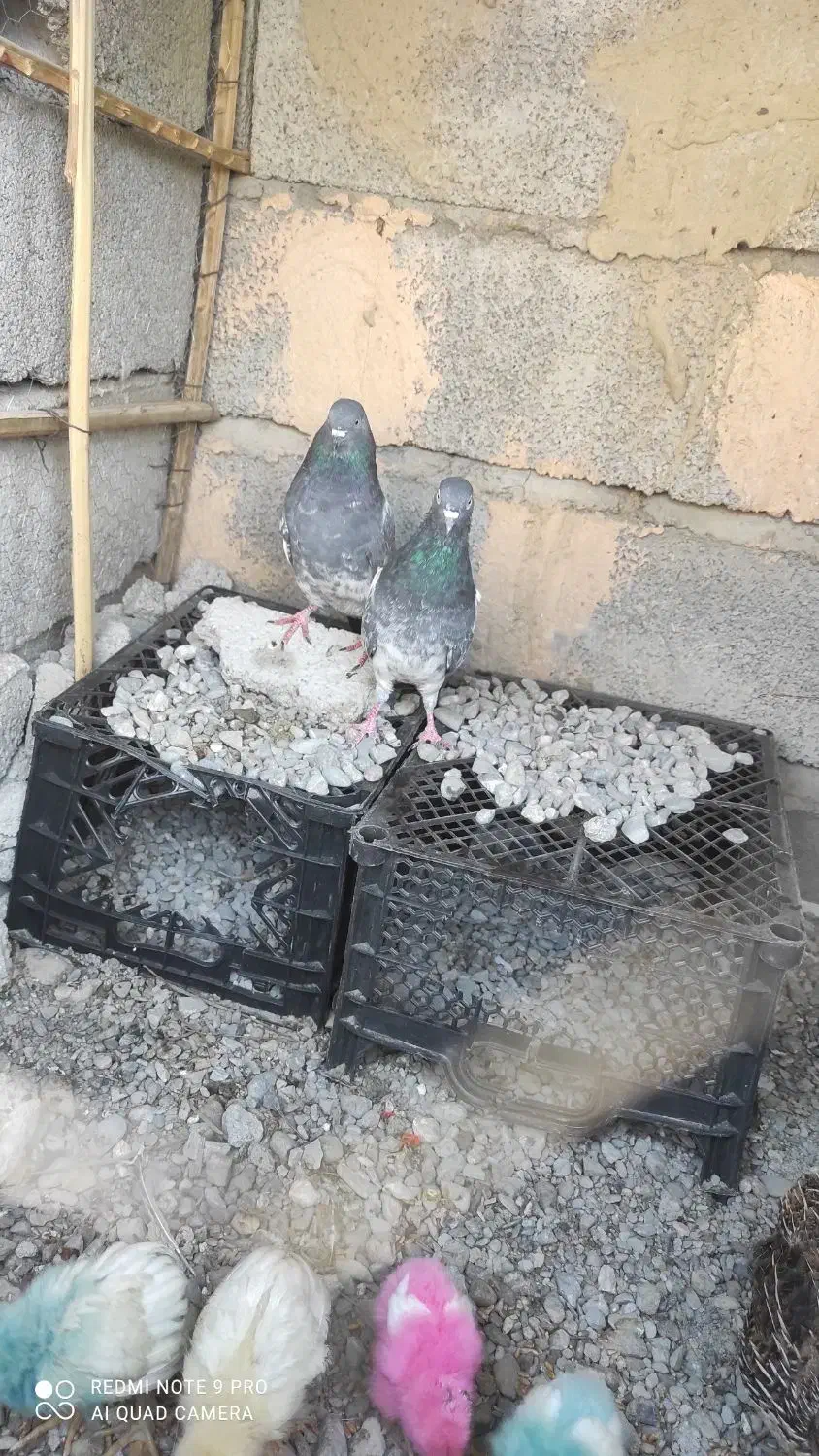 سلام نرماده|پرنده|ایرانشهر, |دیوار