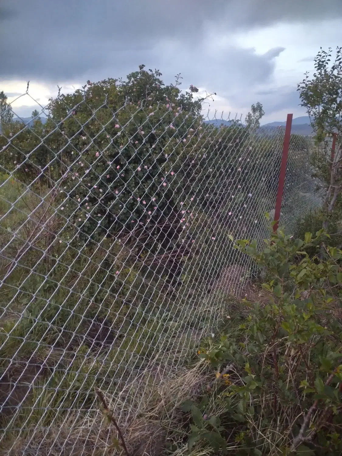 فنس کشی و احداث باغ|خدمات باغبانی و درختکاری|شوط, |دیوار