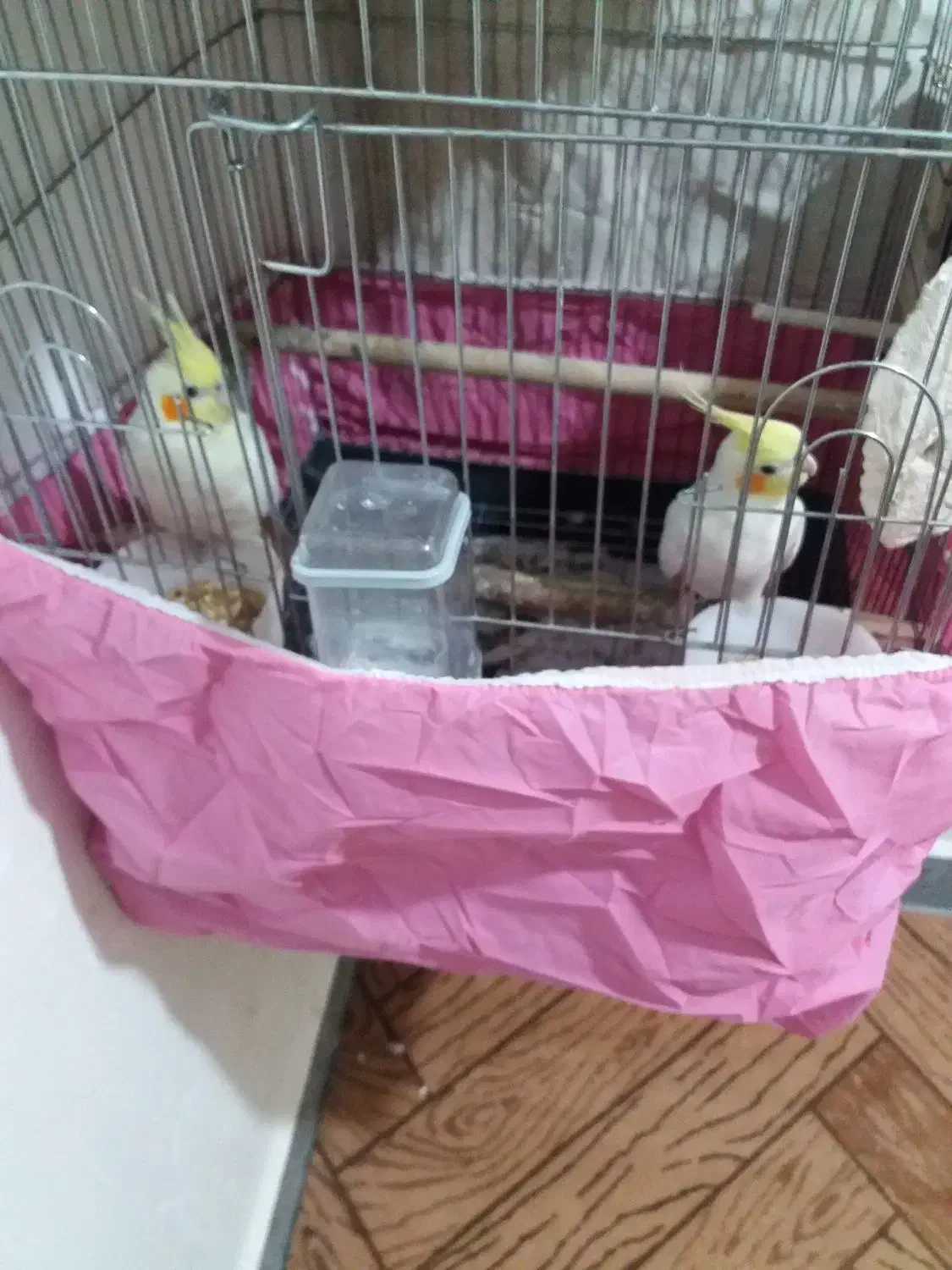 عروس هلندی|پرنده|شوش, |دیوار