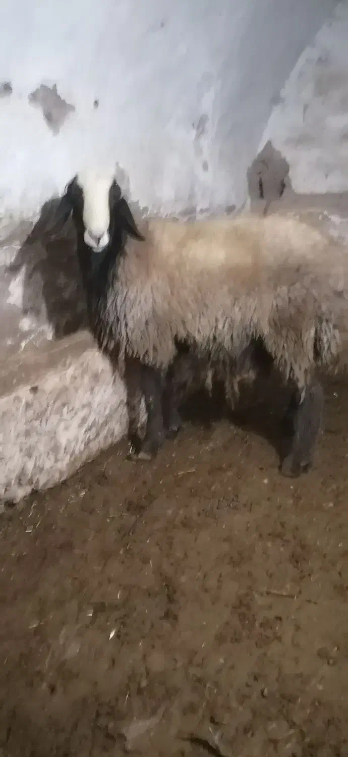 درود دوستان یک راس قوچ بره اصالت دار|حیوانات مزرعه|دشتابی, |دیوار