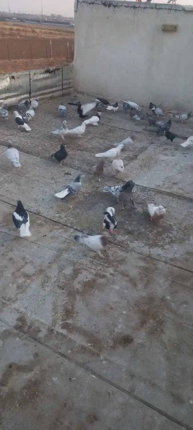 کفتر پرشی|پرنده|قزوین, |دیوار