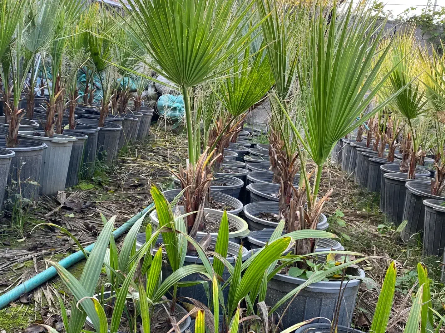 گل گیاه بیرونی پالم واشنگتون|گل و گیاه طبیعی|تنکابن, |دیوار