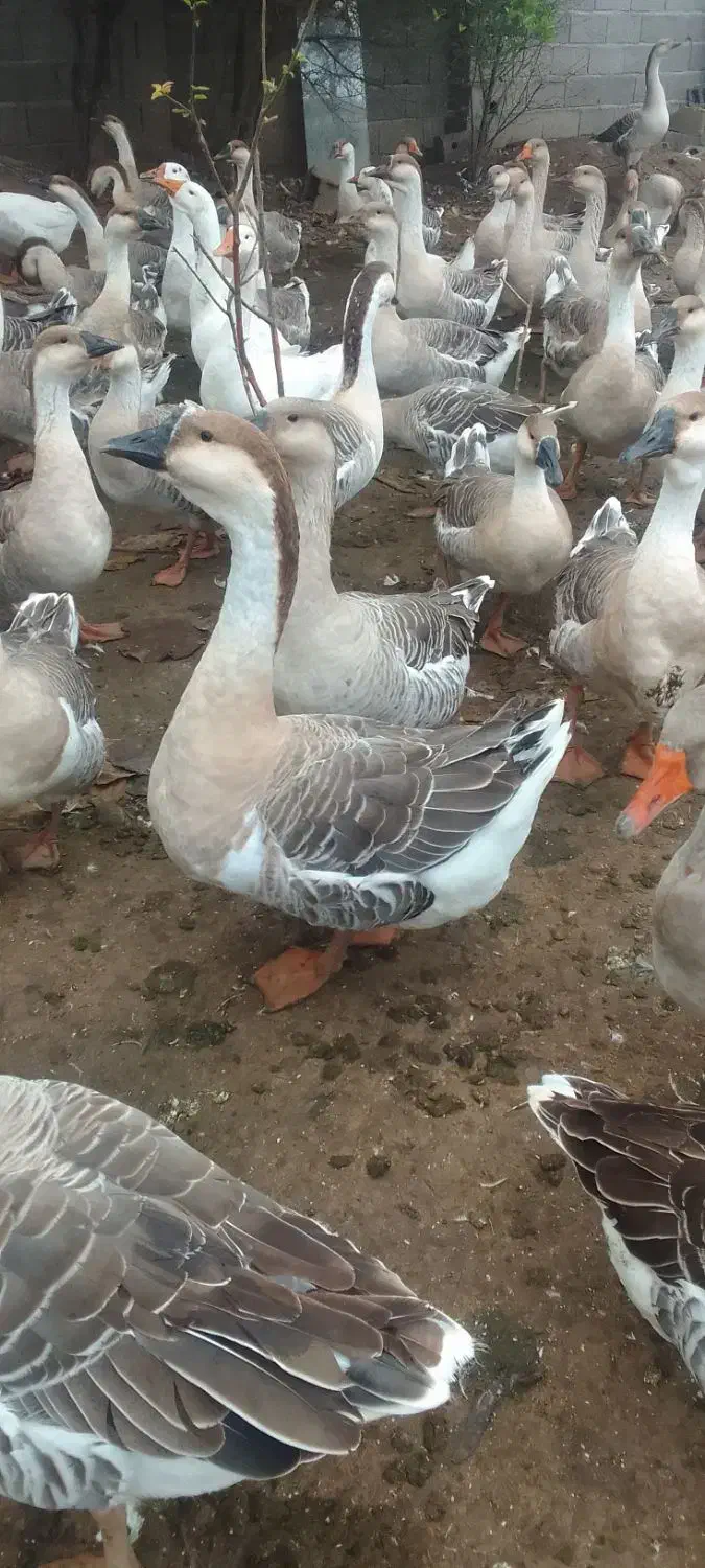 غاز مولدقوغازاکراینی غاز دورگه قوغازسفیدغازمحلی|حیوانات مزرعه|آستانه اشرفیه, |دیوار