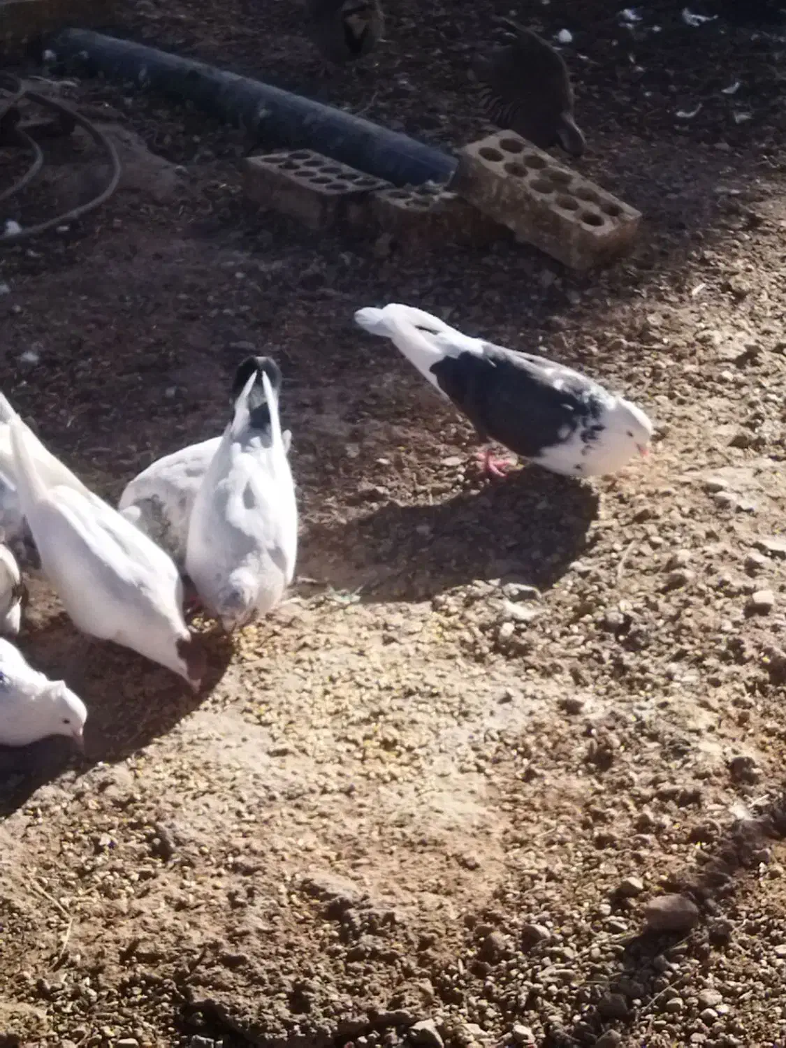 کبوتر|پرنده|خرم‌آباد, |دیوار