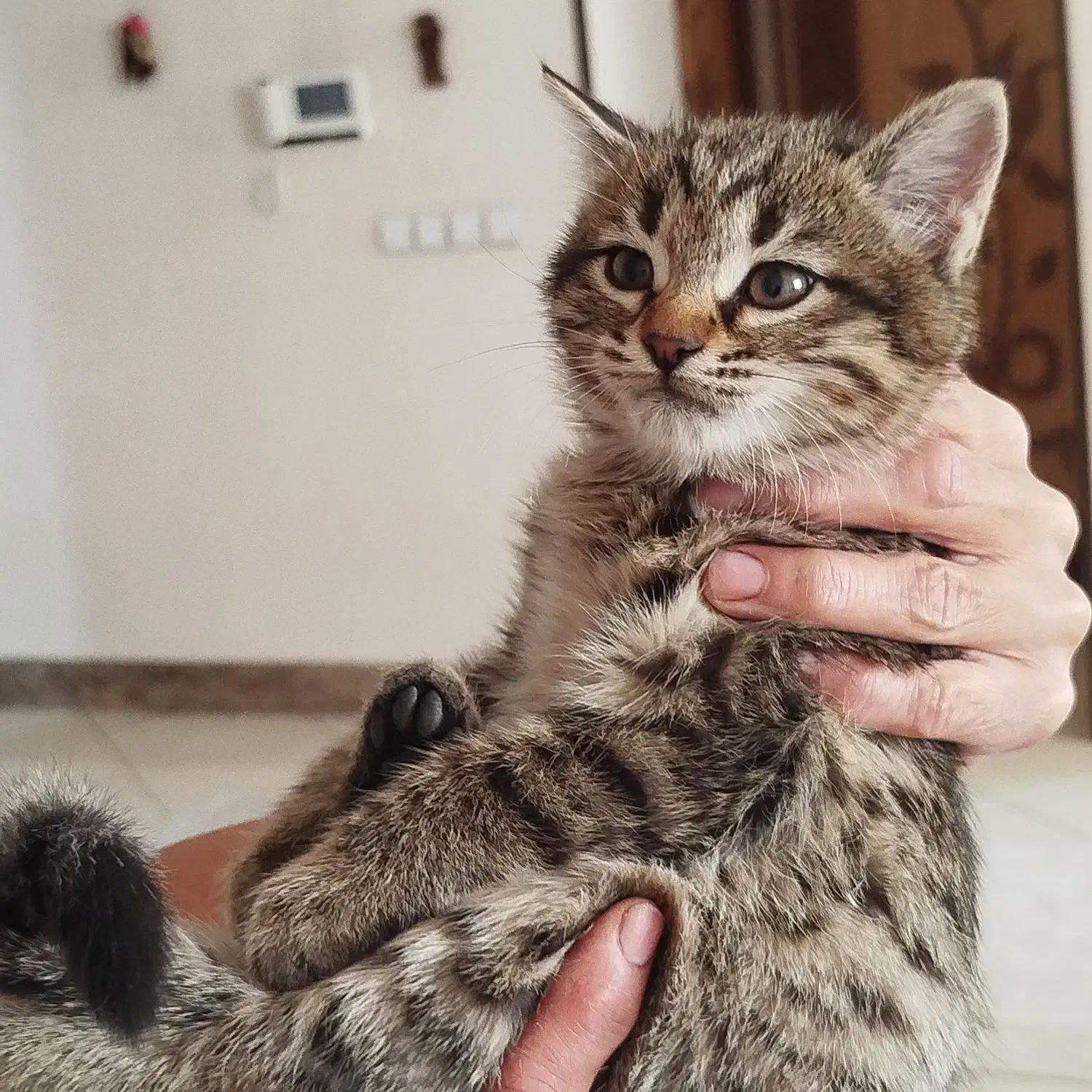 گربه بازیگوش دوست داشتنی|گربه|اصفهان, اشکاوند|دیوار