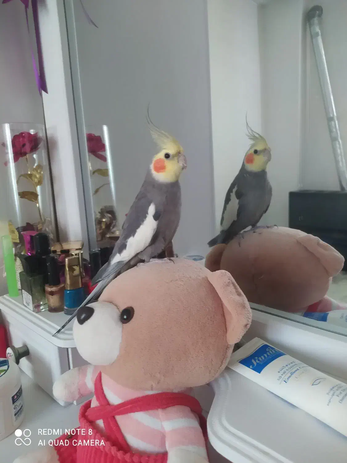 عروس هلندی|پرنده|محمدیه-قزوین, |دیوار